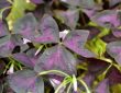 Arrosage et entretien oxalis