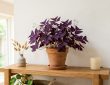 Oxalis triangularis pourpre dans un pot en terre cuite posé sur une étagère en bois