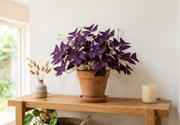 Oxalis triangularis pourpre dans un pot en terre cuite posé sur une étagère en bois