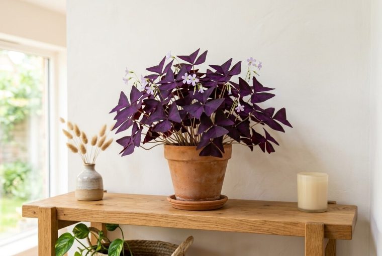 Oxalis triangularis pourpre dans un pot en terre cuite posé sur une étagère en bois