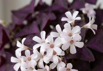 Gros plan sur les petites fleurs blanches d'un Oxalis triangularis pourpre