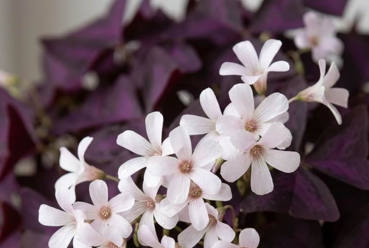 Gros plan sur les petites fleurs blanches d'un Oxalis triangularis pourpre