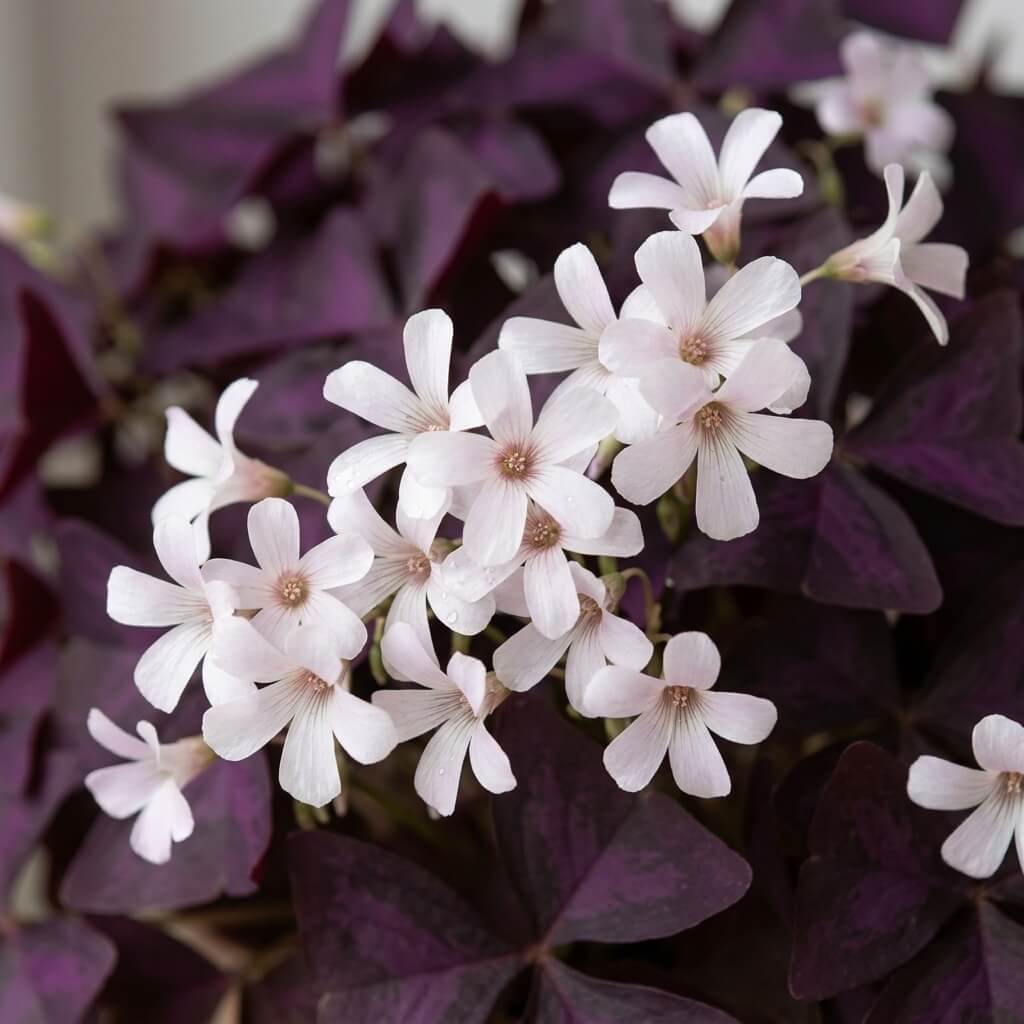 Gros plan sur les petites fleurs blanches d'un Oxalis triangularis pourpre