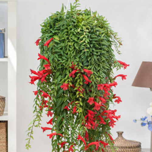 LIPSTICK PLANT