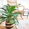 Agalaonema, plante verte d'interieur dépolluante