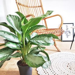Agalaonema, plante verte d'interieur dépolluante