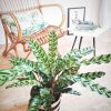 calathea warscewiczii