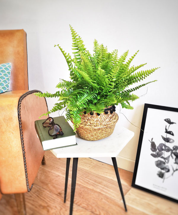 Fougère De Boston Plante D'Intérieur 25-35 Cm - Feuillage Persistant Purificateur D'Air Gardeners Dream