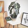 Alocasia ou plante dite Oreilles d’éléphant