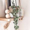 Ceropegia woodii ou chaîne des cœurs