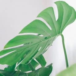 monstera deliciosa feuille