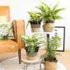 Lot de 4 plantes vertes d'intérieur dépolluantes