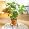 Monstera deliciosa