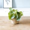 pilea peperomioides