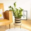 plante zamioculcas zamiifolia