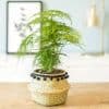 plante asparagus plumosus