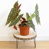 Conseils d'entretien begonia maculata