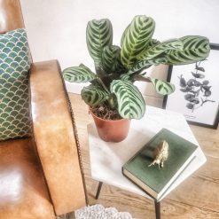 calathea amabilis