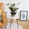 plante d'intérieur originale, calathea amabilis