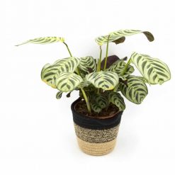Zoom sur le calathea amabilis