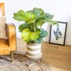 calathea orbifolia plante intérieur tropicale