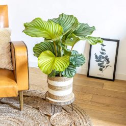 calathea orbifolia plante intérieur tropicale