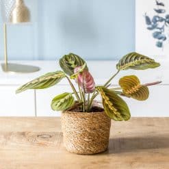 PLANTE MARANTA LEUCONEURA OU PLANTE PRIERE AVEC CACHE-POT EN OSIER. Feuilles avec traits roses.