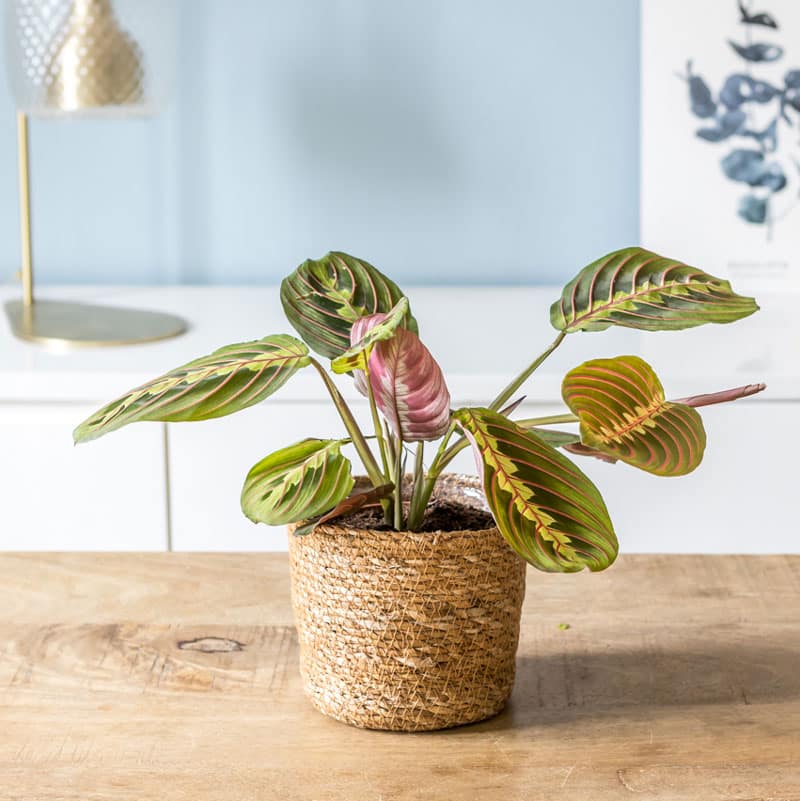 PLANTE MARANTA LEUCONEURA OU PLANTE PRIERE AVEC CACHE-POT EN OSIER. Feuilles avec traits roses.