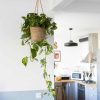 plante d'intérieur dépolluante Scindapsus