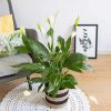 plante fleur de lune