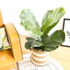 Ficus lyrata ou Figuier lyre
