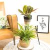 Plantes vertes d'intérieur dépolluantes, Marenta et Fougère de boston