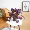 trèfle pourpre ou oxalis triangularis