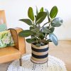 Ficus elastica ou robusta 3 branches