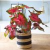 plante rare le caladium florida