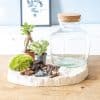 Kit terrarium diy fittonia vert et mini ficus