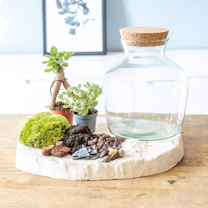 Kit terrarium diy fittonia vert et mini ficus