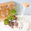 Kit DIY pour terrarium humide 3 plantes