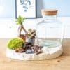 Kit terrarium DIY