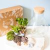 Kit terrarium DIY complet
