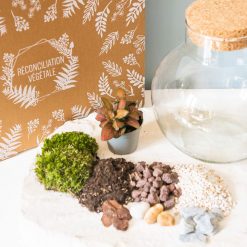 Mini kit terrarium humide