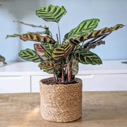 CALATHEA MAKOYANA D14