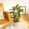 Calathea oppenheimiana
