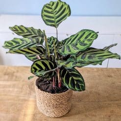 CALATHEA MAKOYANA D14