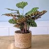 CALATHEA MAKOYANA D14 CP OSIER