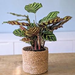 CALATHEA MAKOYANA D14 CP OSIER
