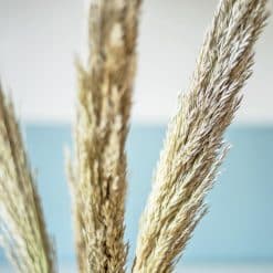 Bouquet de fleurs séchées sec miscanthus