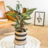 calathea wavestar