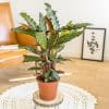 calathea wavestar
