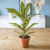 plante d'intérieur cordyline